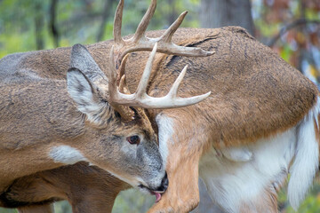 Whitetail Deer Buck - close portrait in a natural setting