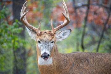 Whitetail Deer Buck - close portrait in a natural setting