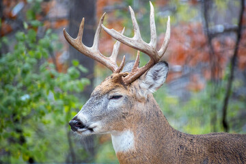 Naklejka na ściany i meble Whitetail Deer Buck - close portrait in a natural setting