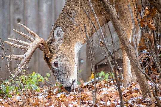 Whitetail Deer Buck - close portrait in a natural setting