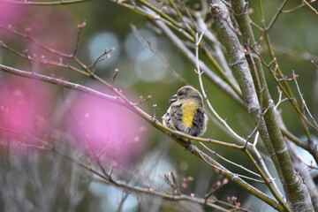 梅の木に止まるイスカのメス