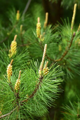 松の長い芽