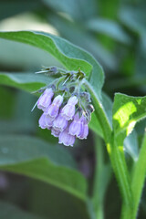 ベルのようなコンフリーの花