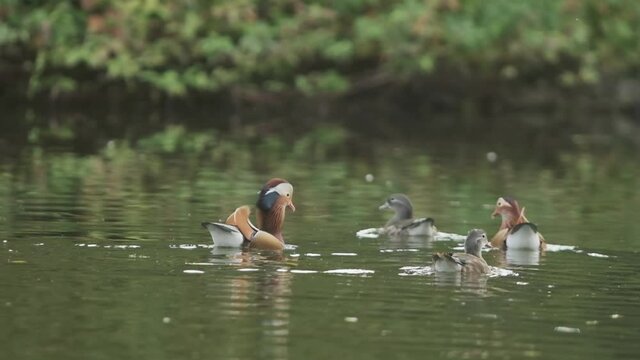 Group of Mandarin ducks on a lake in slow motion
