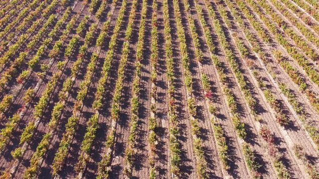 Vineyard with grapevines for wine production in a wine farm in La Rioja, Spain