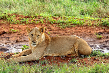 A picture of some lions