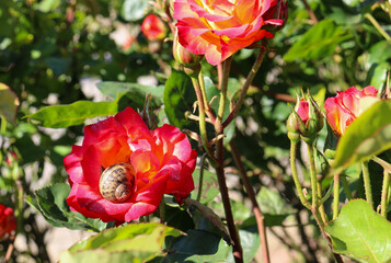 red flowering roses with snail