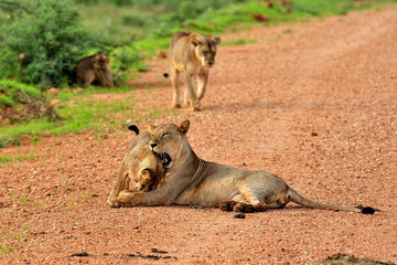 A picture of some lions