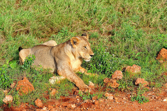 A picture of some lions