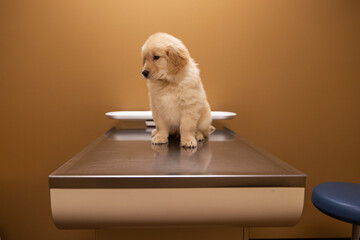 9 week old golden retriever puppy dog on an examination table at veterinary office