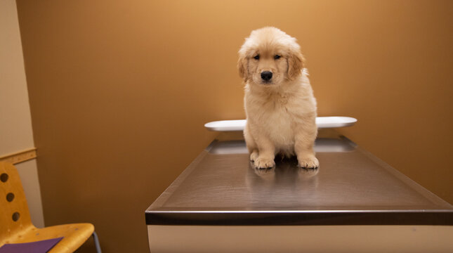 9 week old golden retriever puppy dog on an examination table at veterinary office