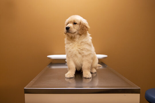 9 week old golden retriever puppy dog on an examination table at veterinary office