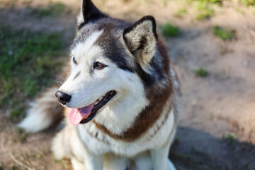 Naklejka na ściany i meble portrait of a beautiful husky dog with blue and brown eyes. High quality photo