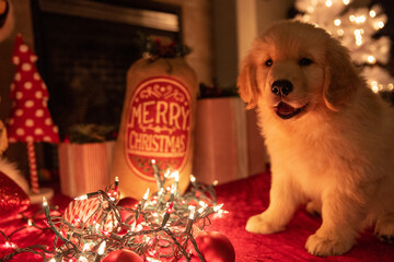 Golden retriever puppy dog wrapped in decorative lights under the Christmas tree. 
