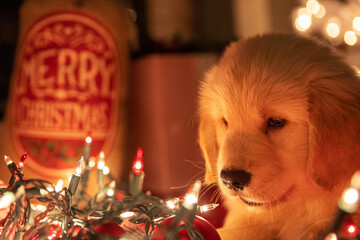 Golden retriever puppy dog wrapped in decorative lights under the Christmas tree. 