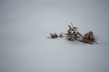 Branch with Brown Leaves  in the Snow