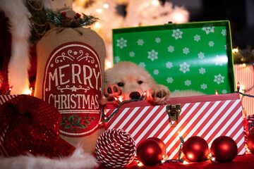 Tiny golden retriever puppy dog under the Christmas tree as a suprise present. He is surrounded by gifts, decoations and holiday lights. 