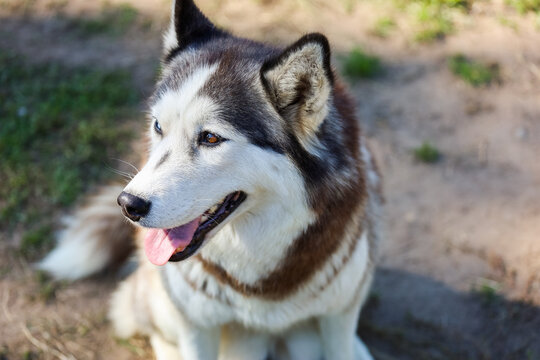 portrait of a beautiful husky dog with blue and brown eyes. High quality photo
