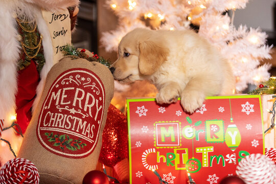 Tiny golden retriever puppy dog under the Christmas tree as a suprise present. He is surrounded by gifts, decoations and holiday lights. 