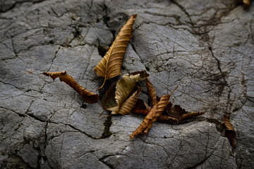 scorpion on a rock