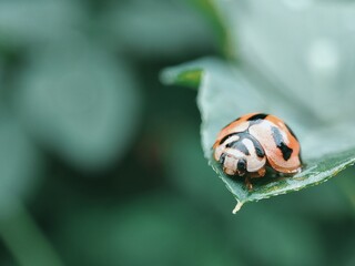 ladybird on a leaf