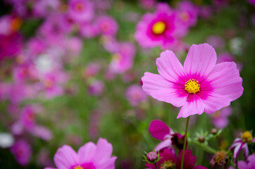 Pink cosmos for orange background