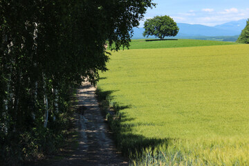 Fototapeta na wymiar 夏の緑の麦畑 