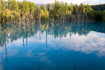 水面に映る緑の雑木林　美瑛町
