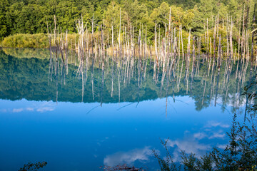 水面に映る緑の雑木林　美瑛町
