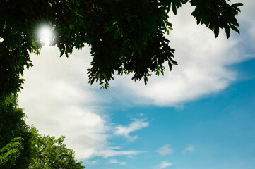 Green leaves with sunlight shining from the sky and white clouds.
