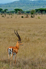 A picture of a gazelle