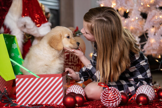 Young child surprised with a golden retriever puppy dog present under the tree on Christmas morning. 