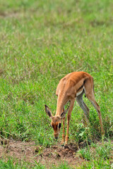 A picture of a gazelle