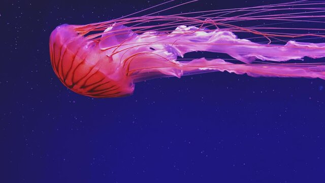 Jellyfish swimming in blue water. Chrysaora pacifica