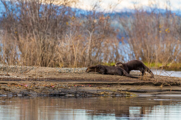 Two wild otters seen in northern Canada eating, sniffing the ground below with blurred background. 