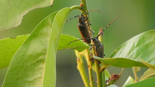 Two insect in buss tree .