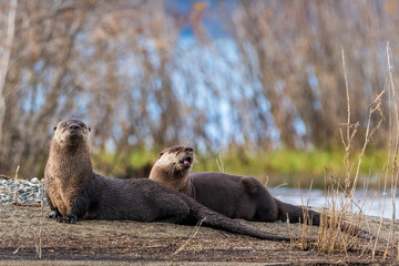 Two wild otters seen in northern Canada during summer time with both animals looking directly at the camera and lake, bushes, shrubs in background. 