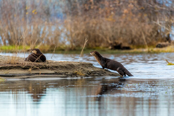 Two wild, otters, Lontra canadensis animals seen in northern Canada with side on profile view in their natural environment. 