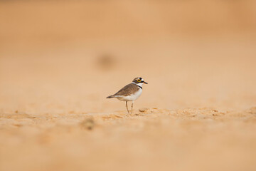 Little Ringed Plover (Charadrius dubius) on the ground, side shot, seen in a India.
