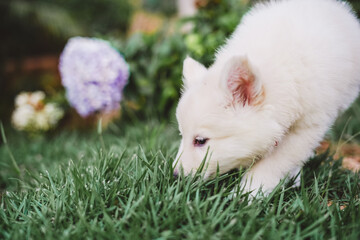 Portrait of a baby Dog - Berger Blanc Suisse