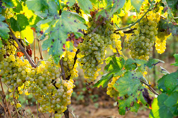 Ripe white grapes hanging on green vine ready to be harvested in sunny vineyard
