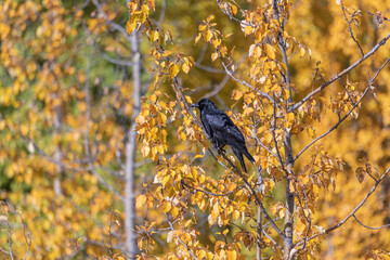 Wild raven seen in fall, autumn in northern Canada. Yellow background with black bird. 