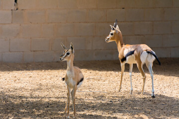Arabian gazelle
