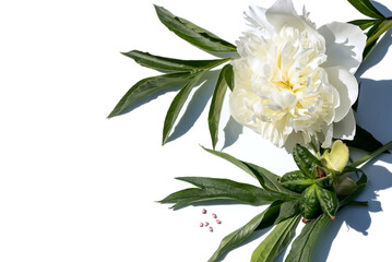 On an isolated white background lies an inflorescence of a white peony, green leaves, a seed box with seeds. 