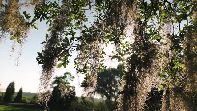 Sunrise Silhouette Through A Live Oak Tree Branch Covered In Spanish Moss At Middleton Place In Charleston, South Carolina.