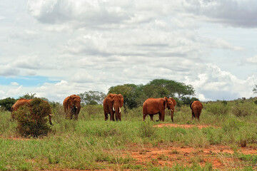 A picture of some elephants