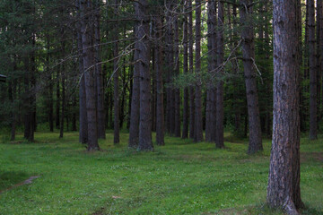 footpath in the woods