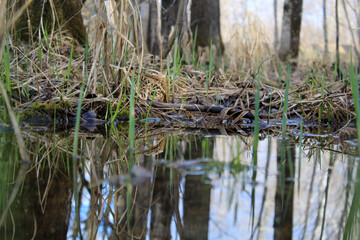 reeds in the water