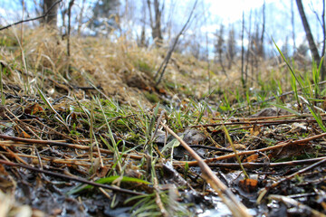 Obraz premium grass on the ground