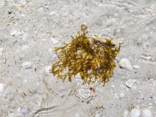 Seaweed stranded on beach in shallow water